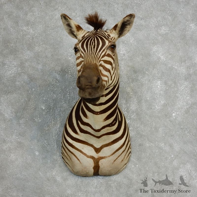 African Zebra Shoulder Mount For Sale #17763 @ The Taxidermy Store