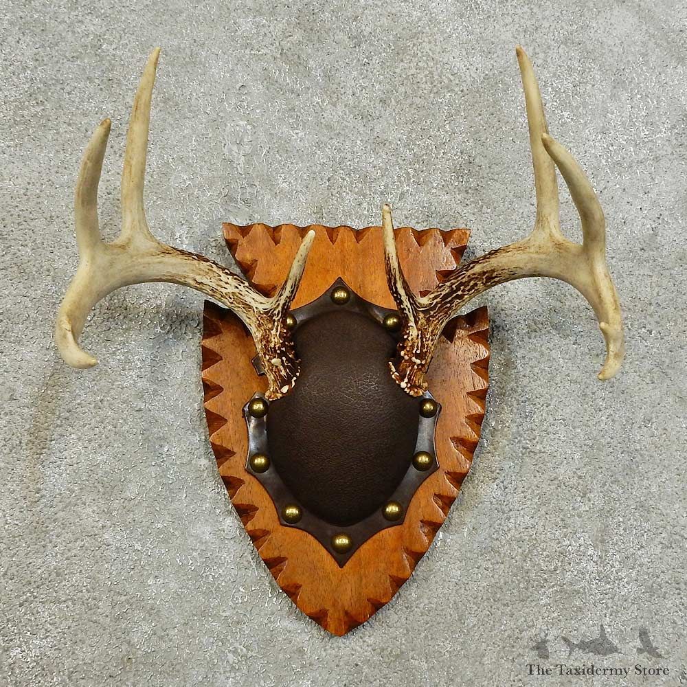 Whitetail Deer Antler Plaque For Sale #15982 @ The Taxidermy Store