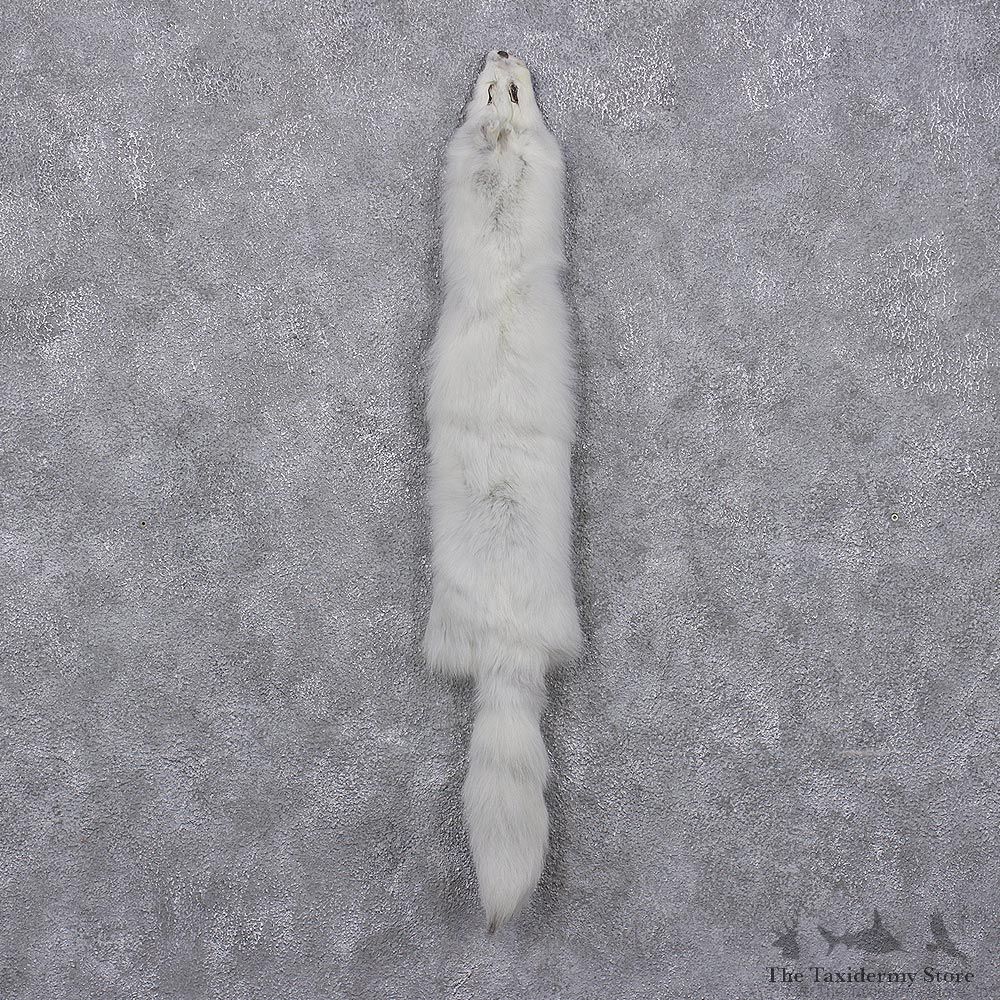 Arctic Fox Taxidermy Hide - Skin - Fur #12407 For Sale @ The Taxidermy Store