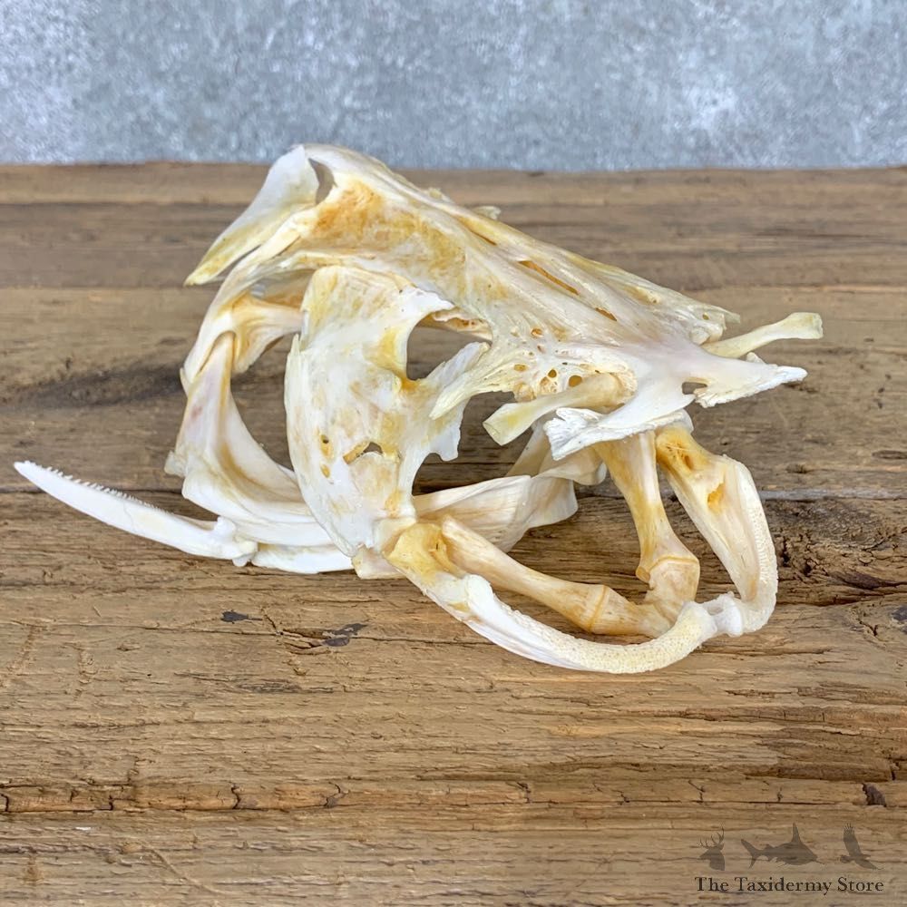 Channel Catfish Full Skull #23633 For Sale @ The Taxidermy Store