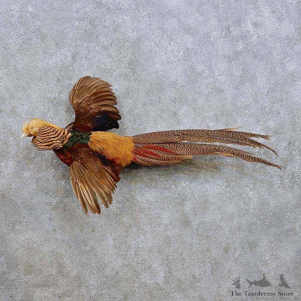 Flying Ringneck Pheasant Mount For Sale #14250 @ The Taxidermy Store