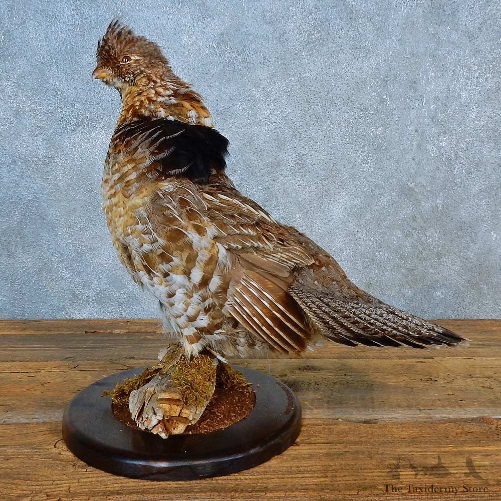 Ruffed Grouse Bird Mount For Sale #24004 @ The Taxidermy Store