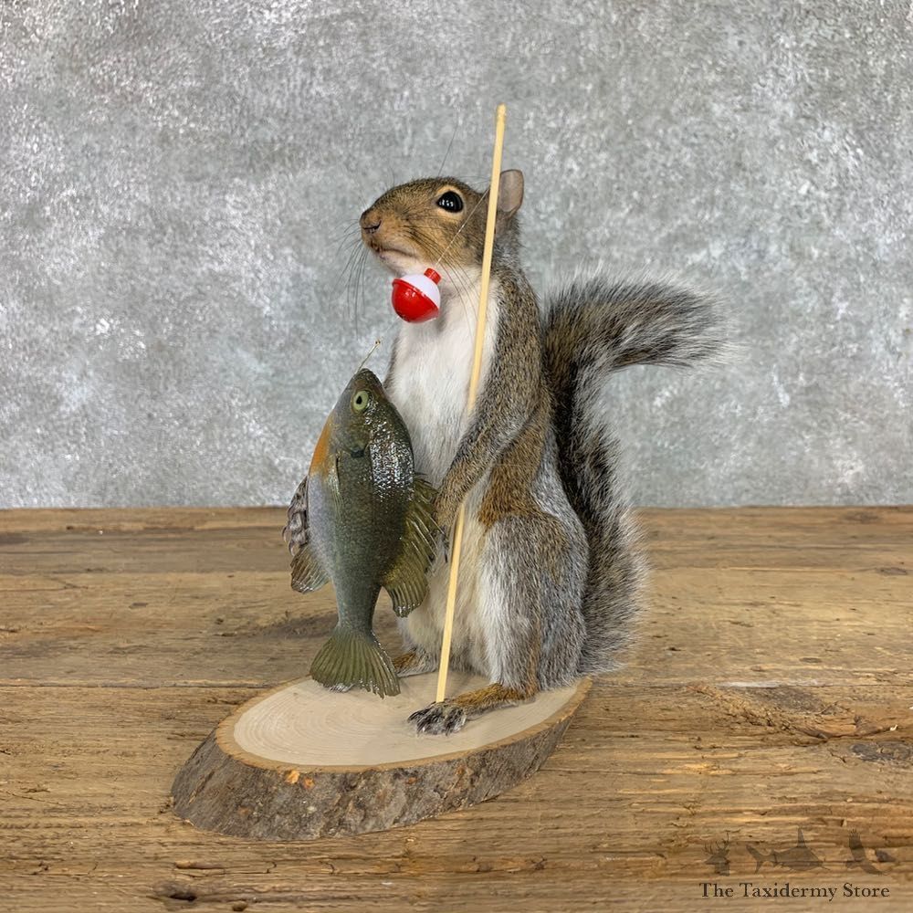 Fishing Squirrel Novelty Mount For Sale #22405 @ The Taxidermy Store