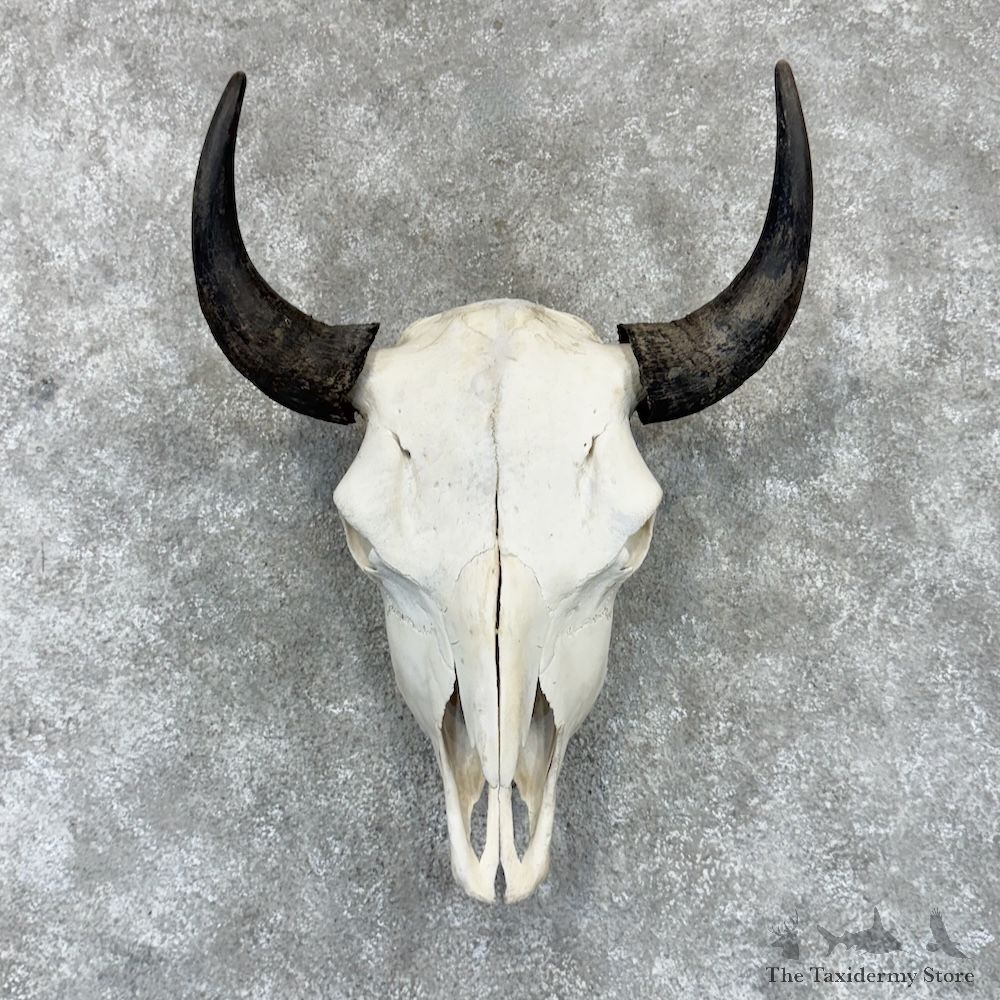 American Buffalo Bison Skull Mount For Sale #32059 @ The Taxidermy Store