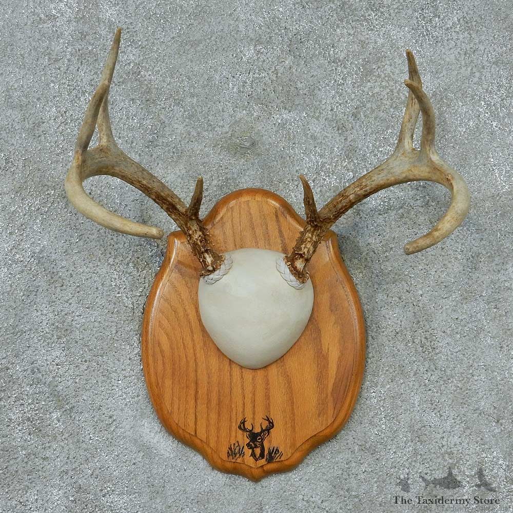 Whitetail-Deer-Antlers-Plaque-Taxidermy-Mount #13339 For Sale @ The Taxidermy Store