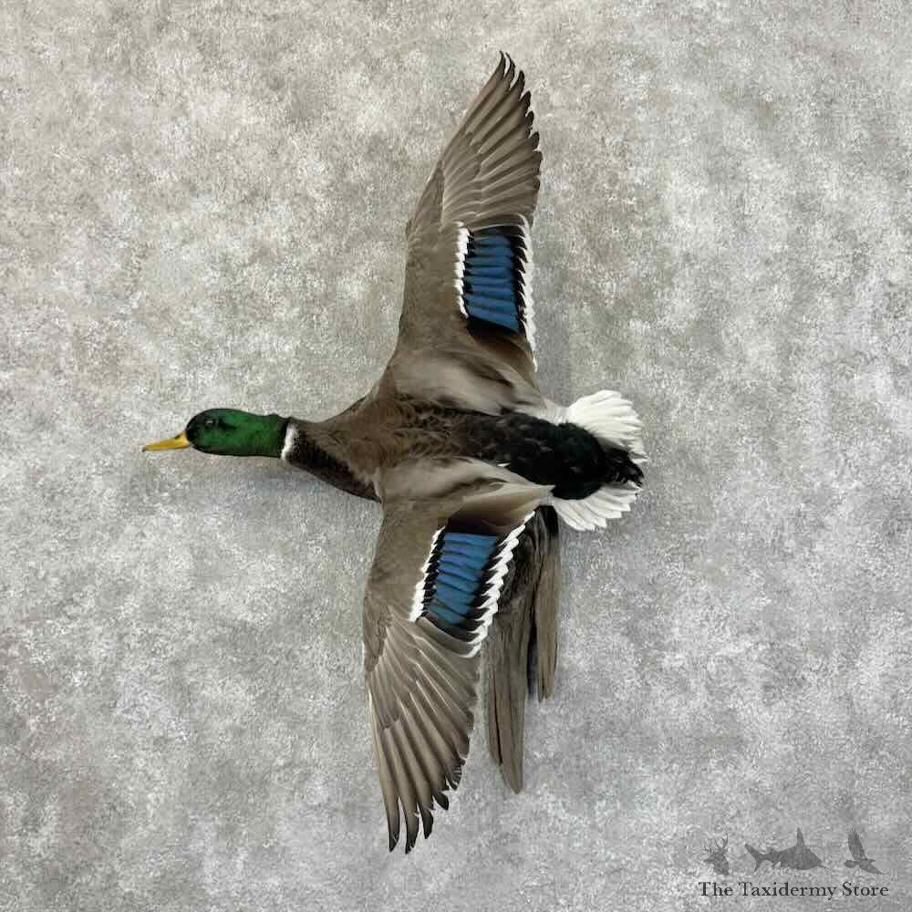Mallard Duck Drake Bird Mount For Sale #31183 @ The Taxidermy Store