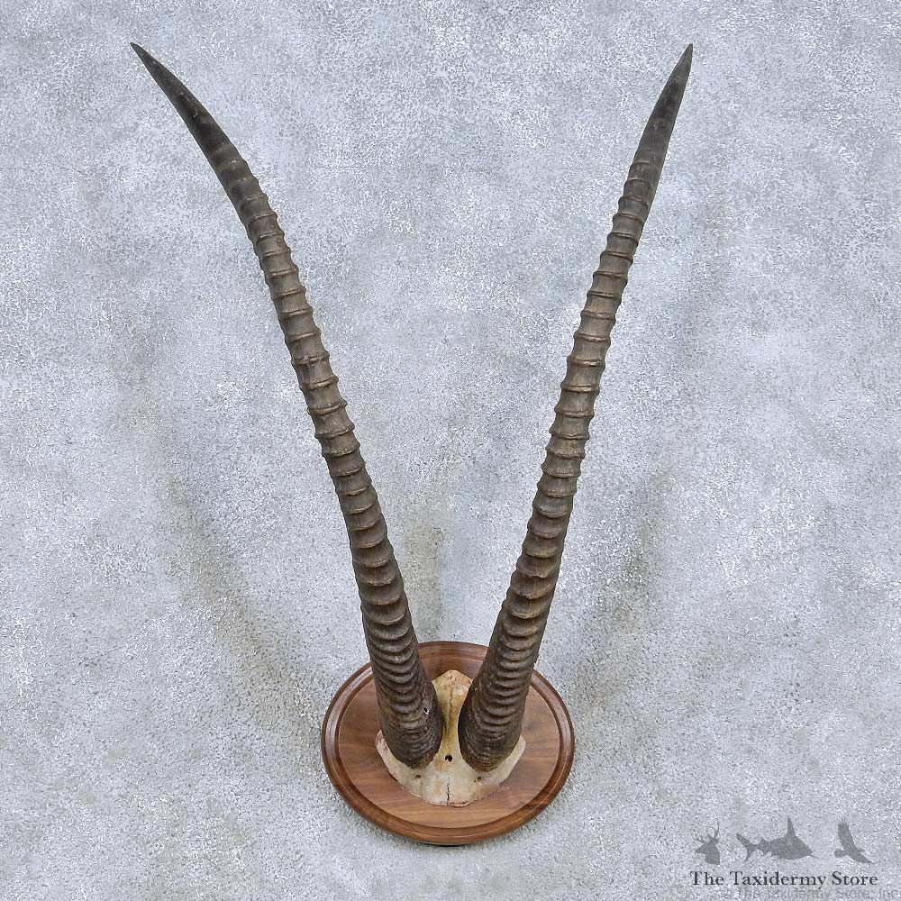 Sable Horn Plaque Taxidermy Mount For Sale #13993 @ The Taxidermy Store
