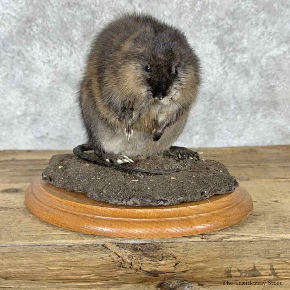 Muskrat Life Size Mount For Sale #32278 @ The Taxidermy Store
