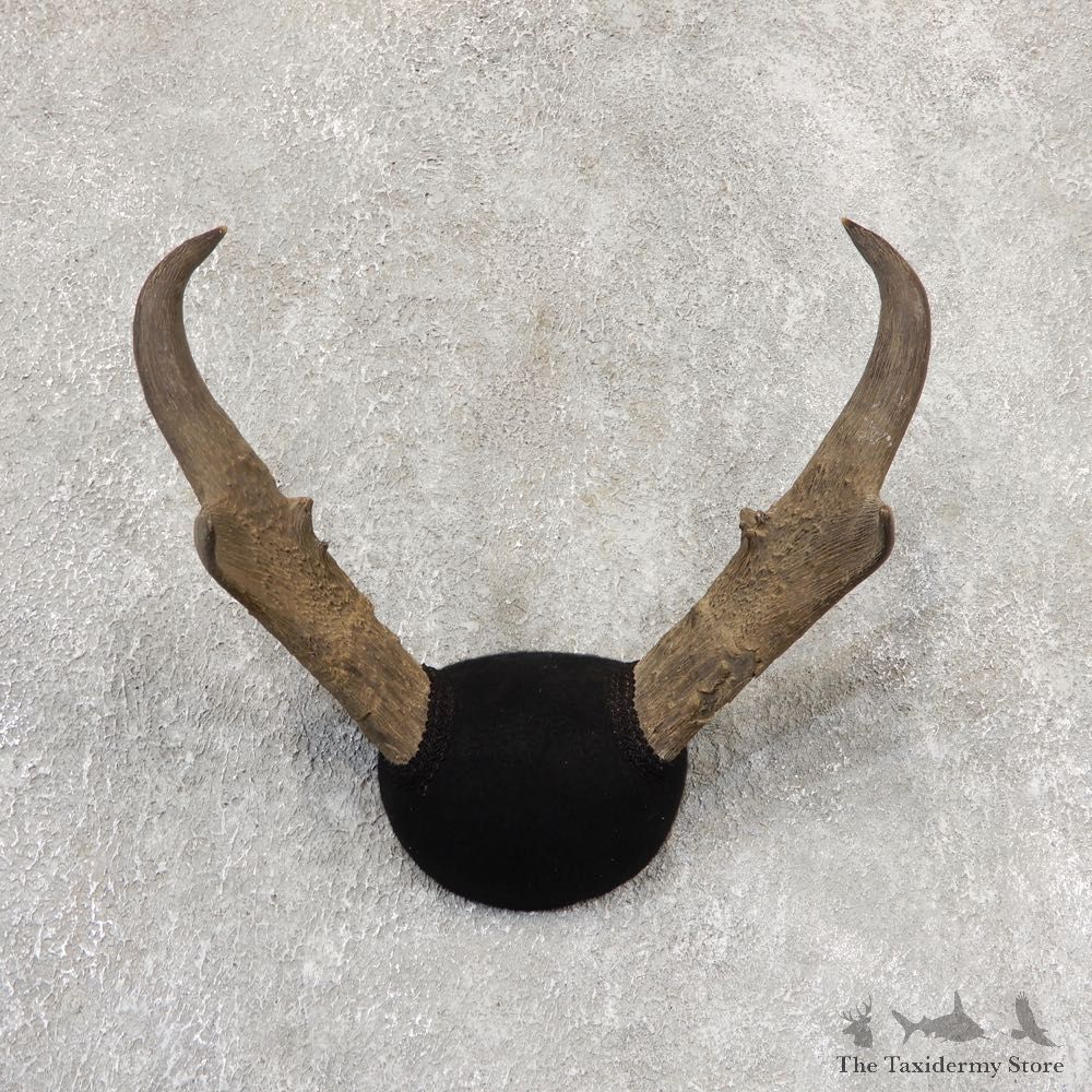 Pronghorn Taxidermy Horn Mount #19032 For Sale @ The Taxidermy Store