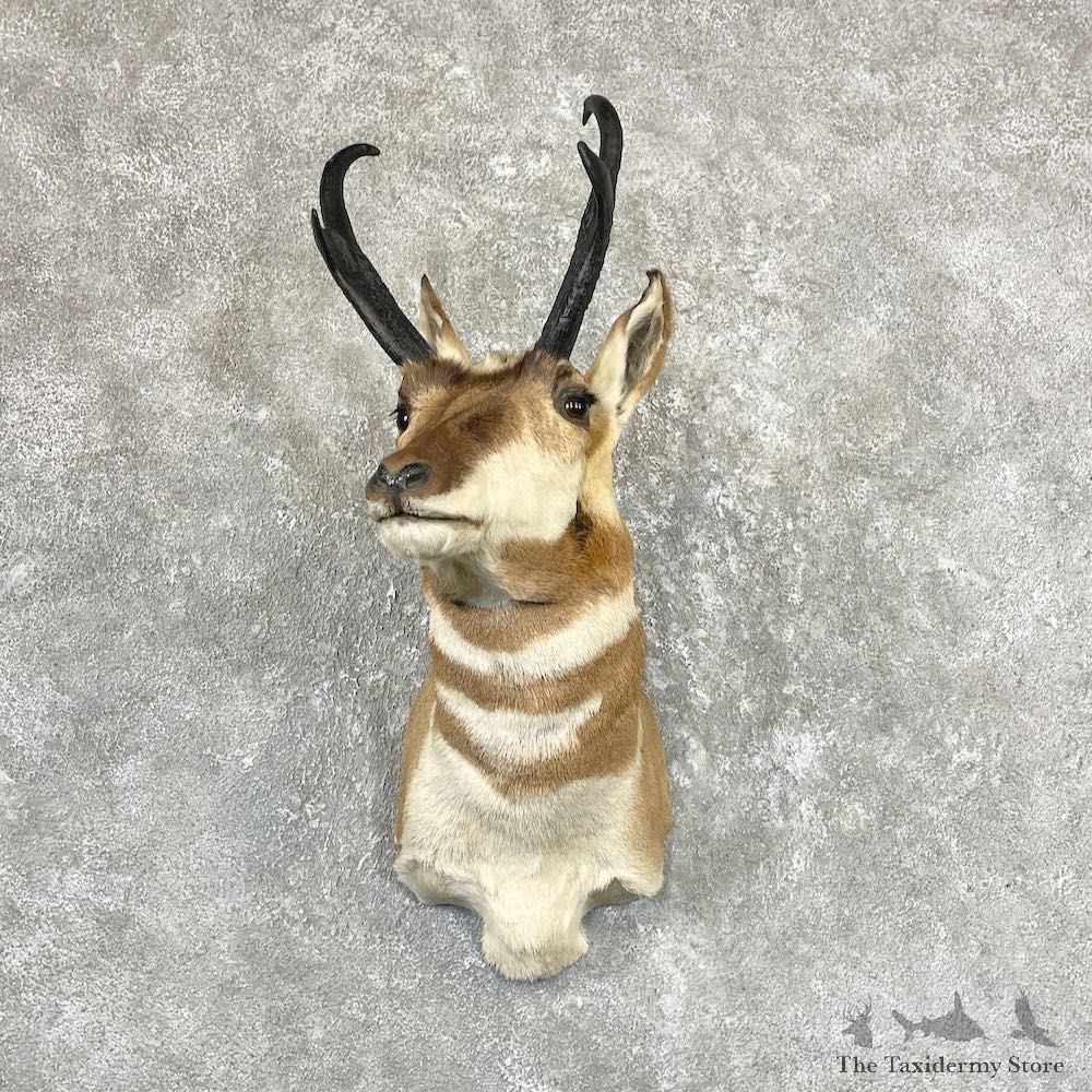 Pronghorn Antelope Shoulder Mount For Sale #26730 @ The Taxidermy Store
