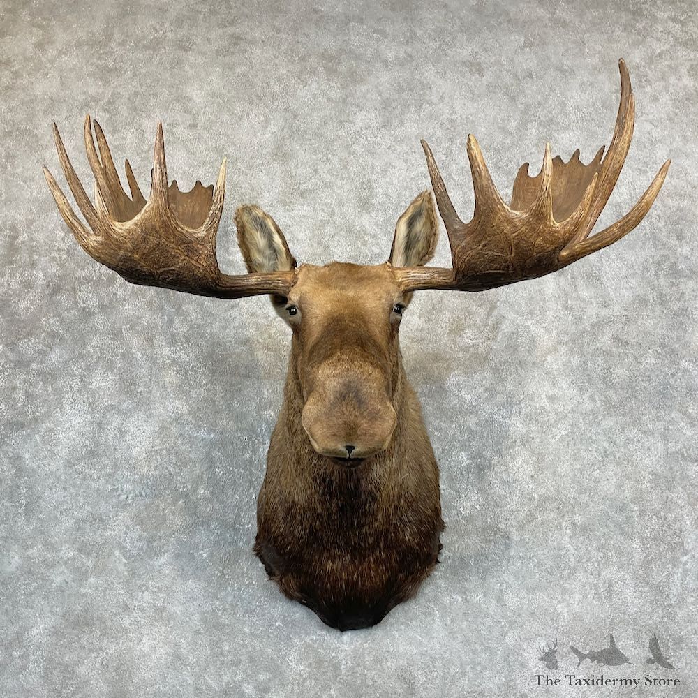 Alaskan Yukon Moose Shoulder Mount For Sale #27093 @ The Taxidermy Store