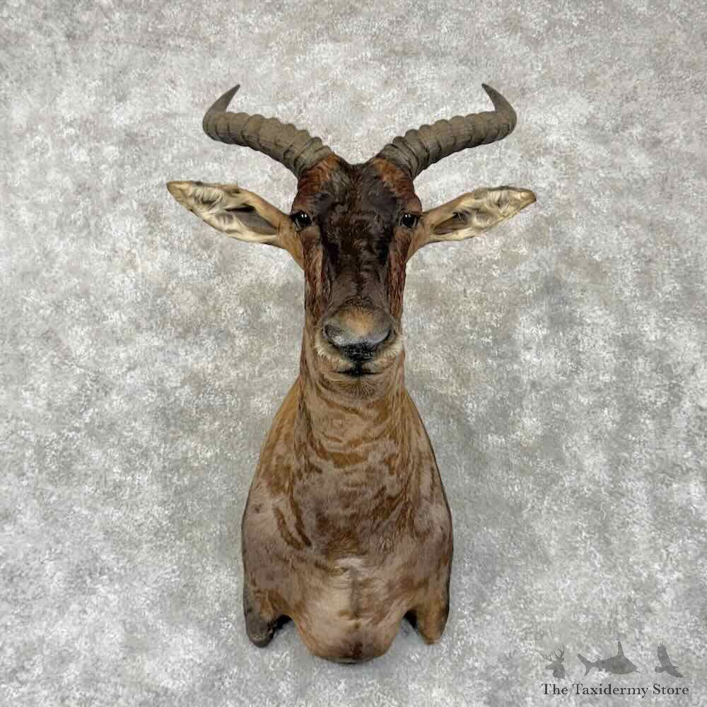 African Tsessebe Shoulder Mount For Sale #30375 @ The Taxidermy Store