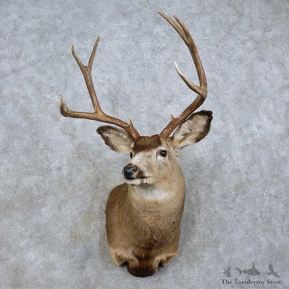Mule Deer Taxidermy Shoulder Mount For Sale #15806 @ The Taxidermy Store