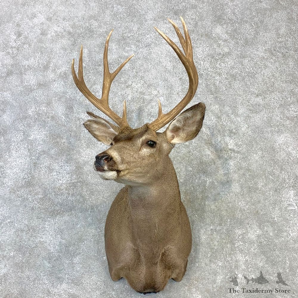 Columbian Blacktail Deer Shoulder Mount For Sale #23113 For Sale @ The Taxidermy Store