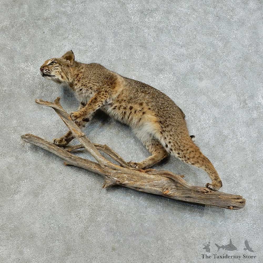Bobcat Life-Size Mount For Sale #16125 @ The Taxidermy Store