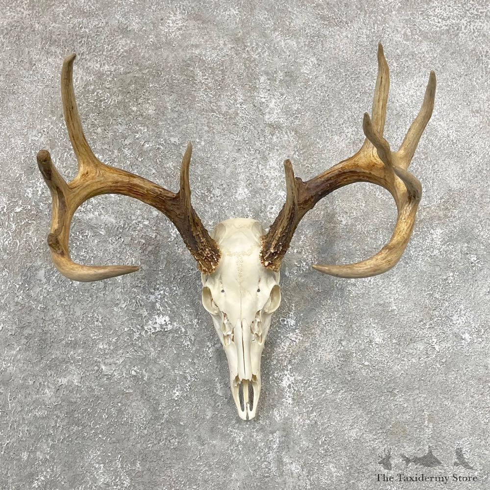 Whitetail Deer Skull European Mount For Sale #24810 @ The Taxidermy Store