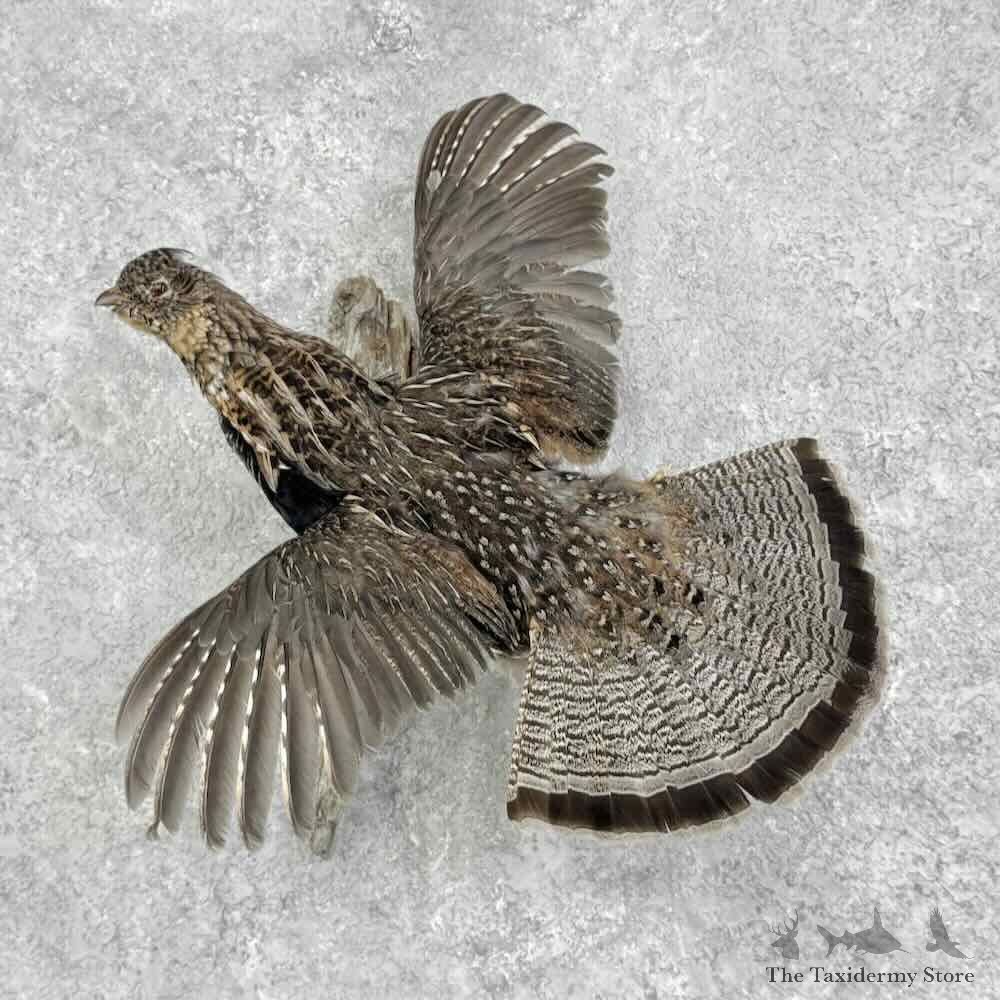 Ruffed Grouse Bird Mount For Sale #32372 @ The Taxidermy Store