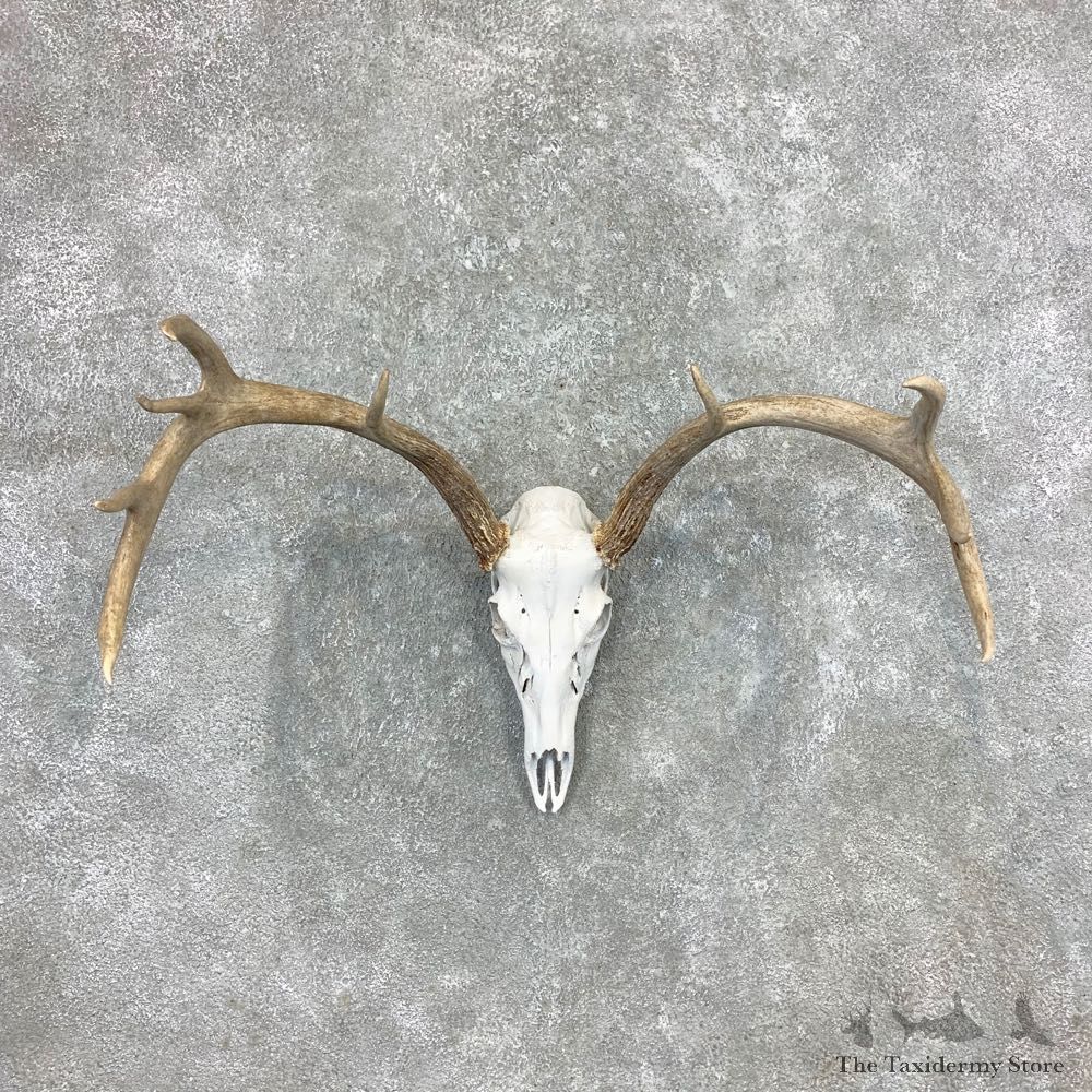 Whitetail Deer Skull European Mount For Sale #23361 @ The Taxidermy Store