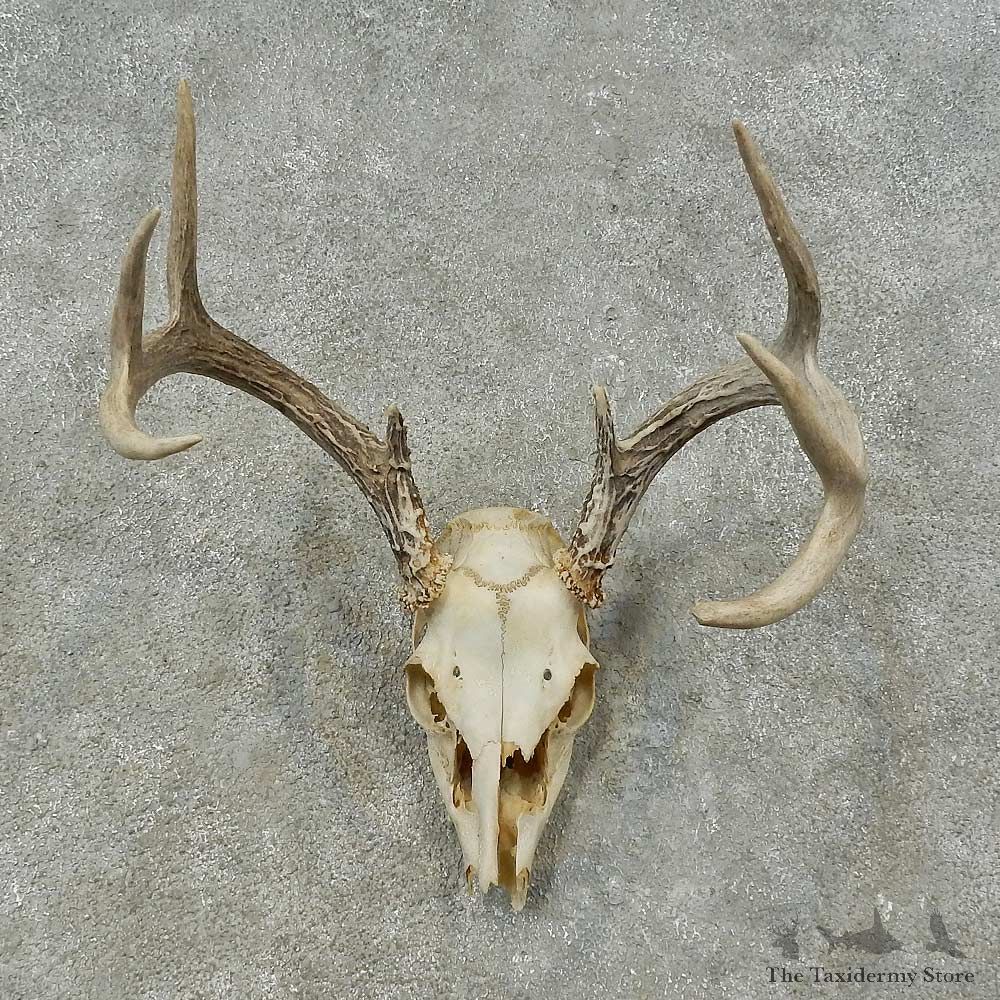 Whitetail Deer Skull European Mount For Sale #16244 @ The Taxidermy Store