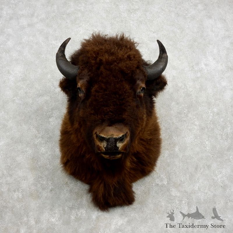 American Buffalo Shoulder Mount For Sale #17286 @ The Taxidermy Store
