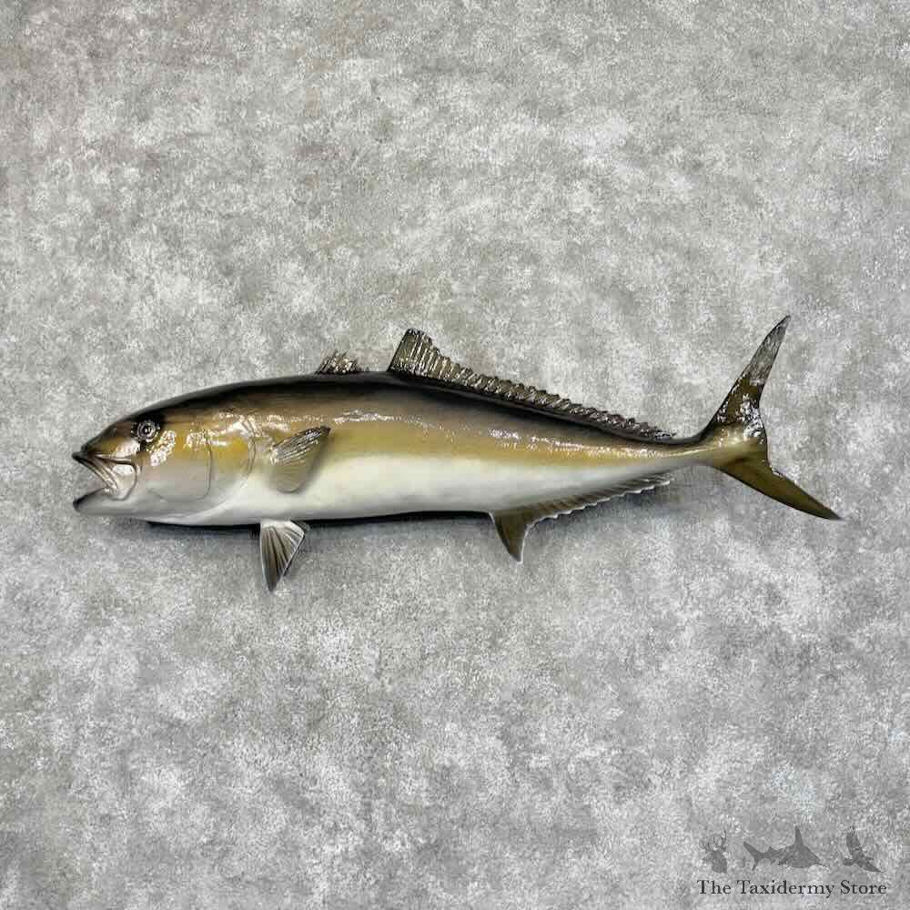 Amberjack Replica Fish Mount For Sale #32022 @ The Taxidermy Store
