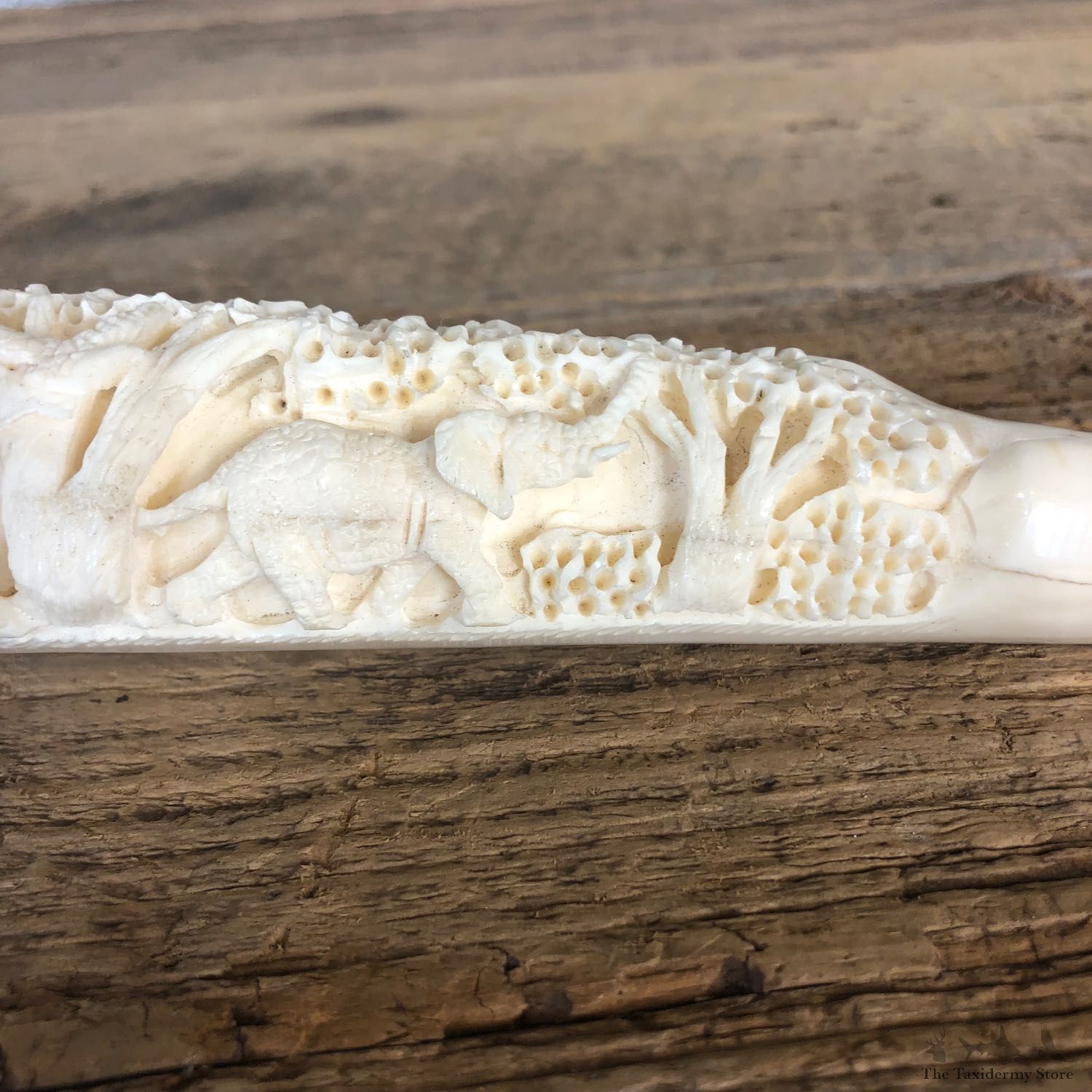 Carved Hippopotamus Tooth For Sale #19963 @ The Taxidermy Store