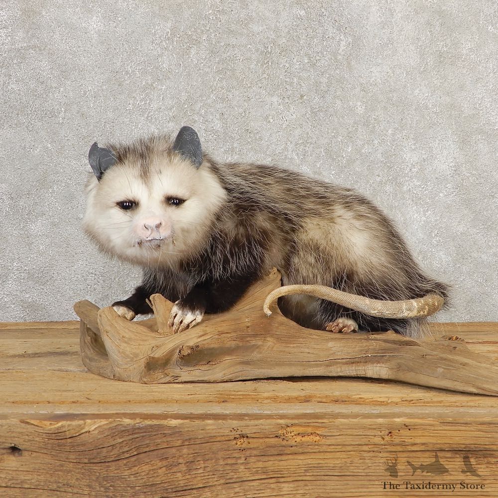 Opossum Life-Size Taxidermy Mount For Sale #20812 @ The Taxidermy Store
