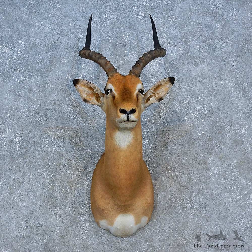 African Impala Shoulder Mount For Sale #15326 @ The Taxidermy Store
