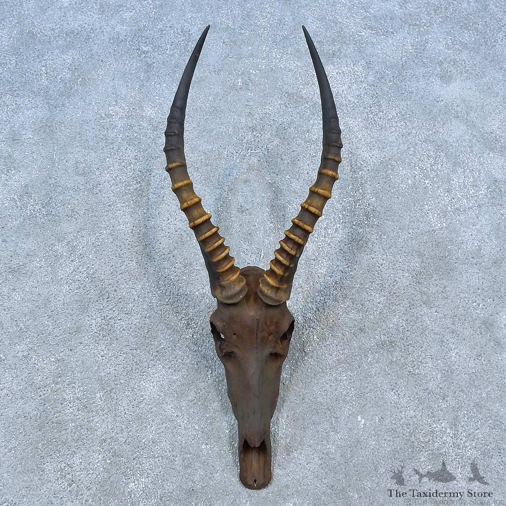 Blesbok Skull & Horn European Mount For Sale #15492 @ The Taxidermy Store