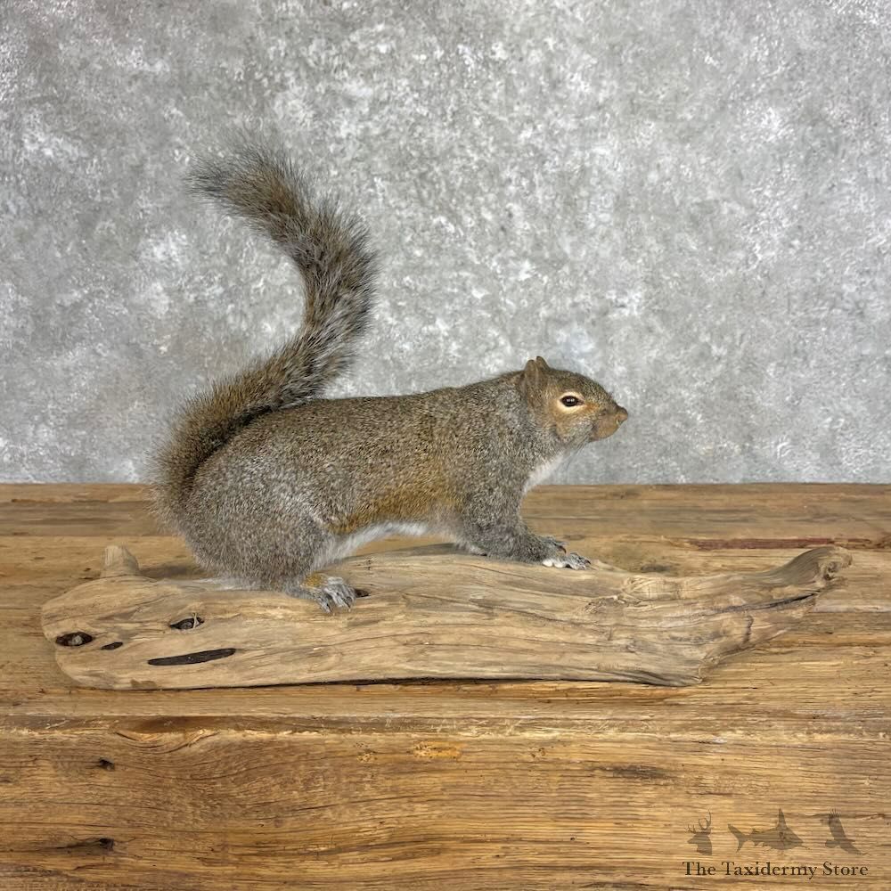 Grey Squirrel Life-Size Mount For Sale #27953 @ The Taxidermy Store