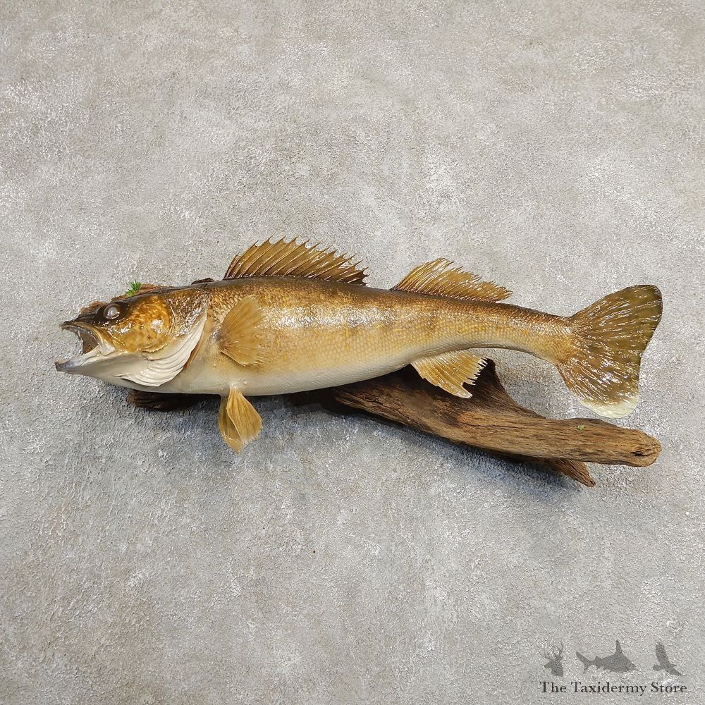 Walleye Taxidermy Fish Mount #20890 For Sale @ The Taxidermy Store