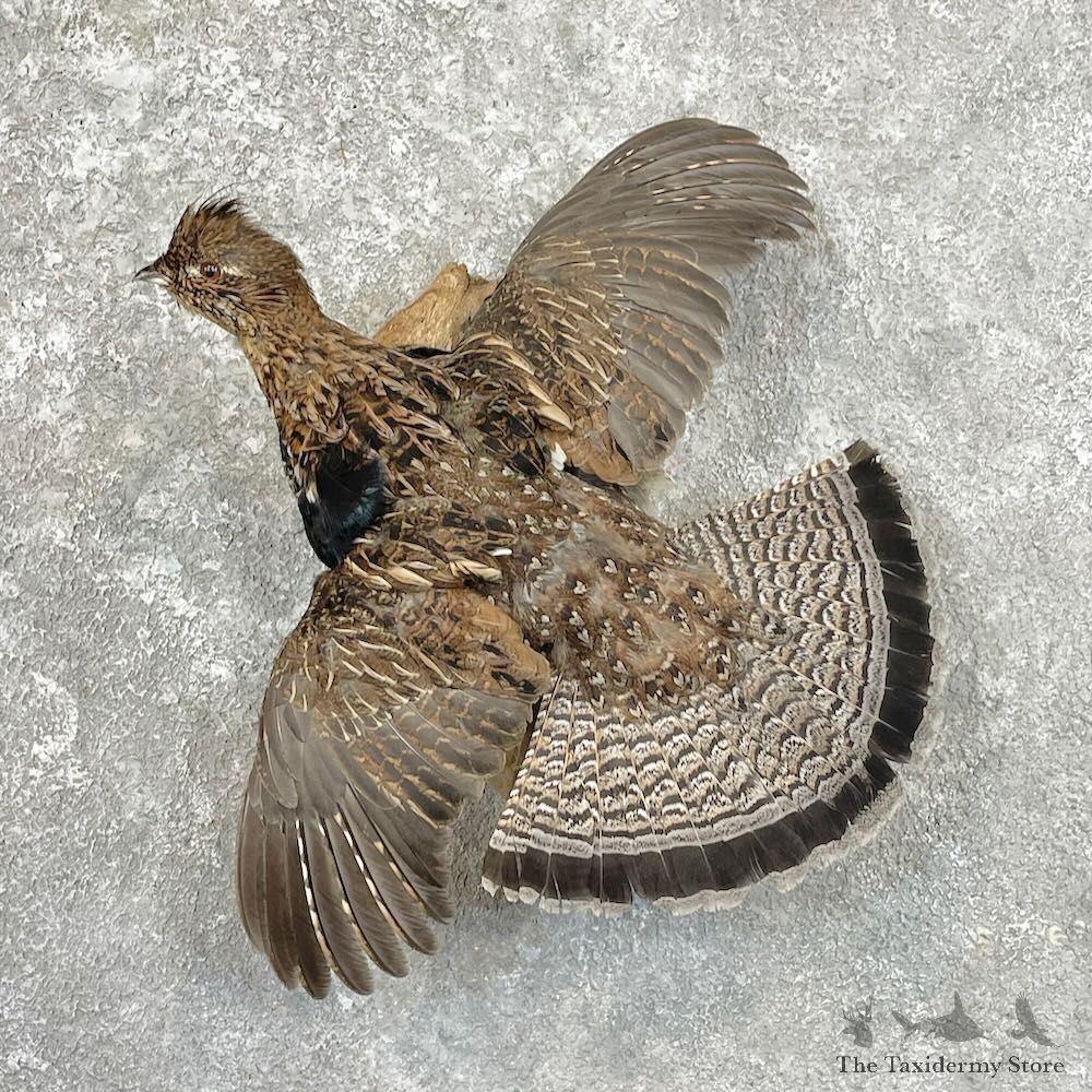 Ruffed Grouse Bird Mount For Sale #27799 @ The Taxidermy Store