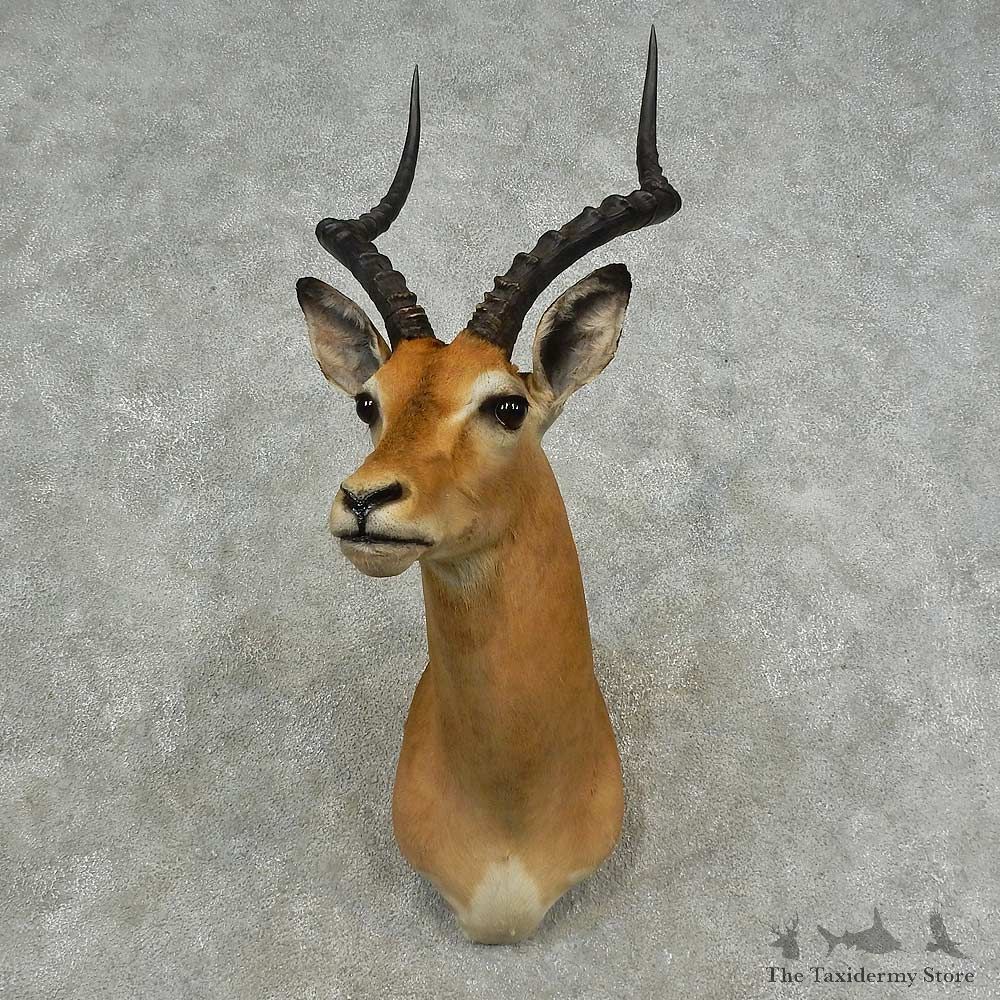 African Impala Shoulder Mount For Sale #16704 @ The Taxidermy Store