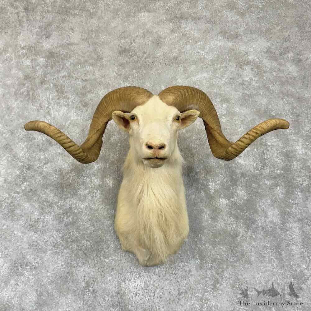 Texas Dall Sheep Shoulder Mount For Sale #30787 @ The Taxidermy Store
