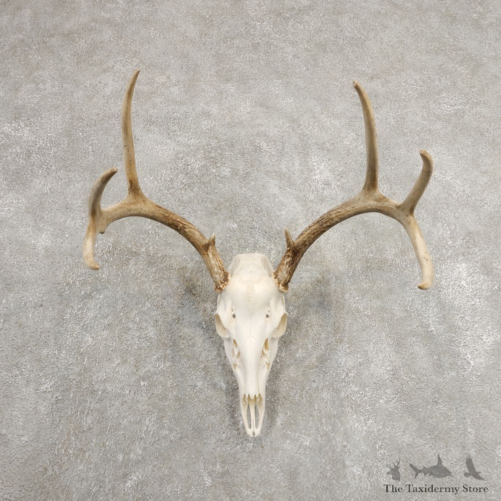 Whitetail Deer Skull European Mount For Sale #20981 @ The Taxidermy Store