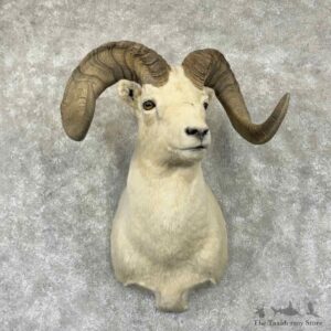 Dall Sheep Ram Shoulder Mount For Sale #32358 @ The Taxidermy Store