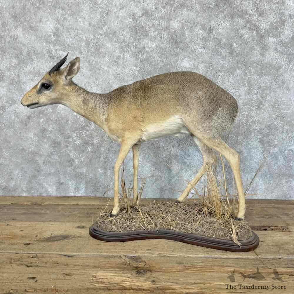 Kirks Dik-Dik Life-Size Mount For Sale #31148 @ The Taxidermy Store