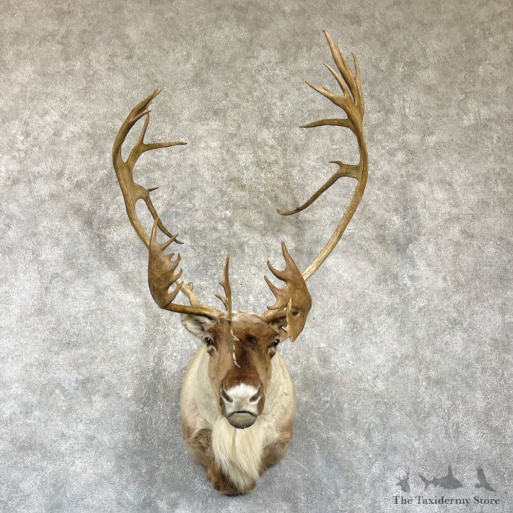 Canadian Barren Ground Caribou Mount For Sale #26335 @ The Taxidermy Store