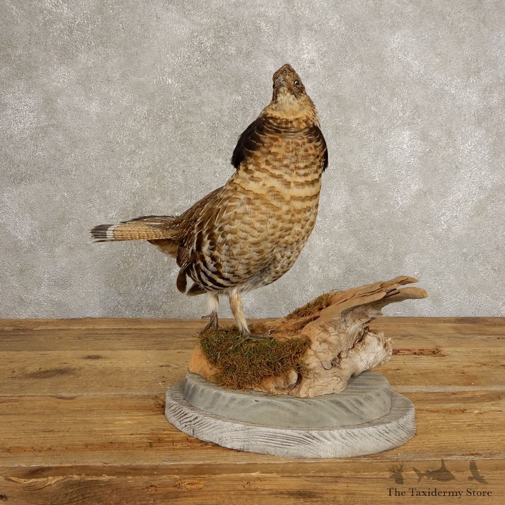 Ruffed Grouse Bird Mount For Sale #20502 @ The Taxidermy Store