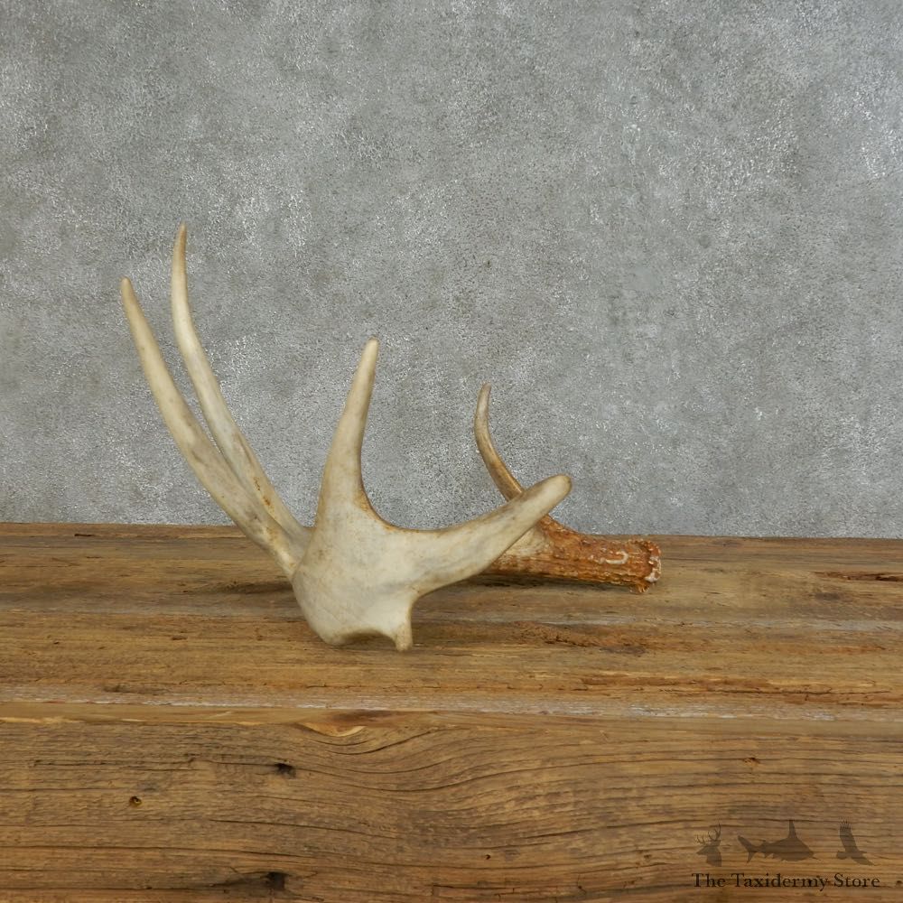 Whitetail Deer Antler Shed For Sale #16150 @ The Taxidermy Store