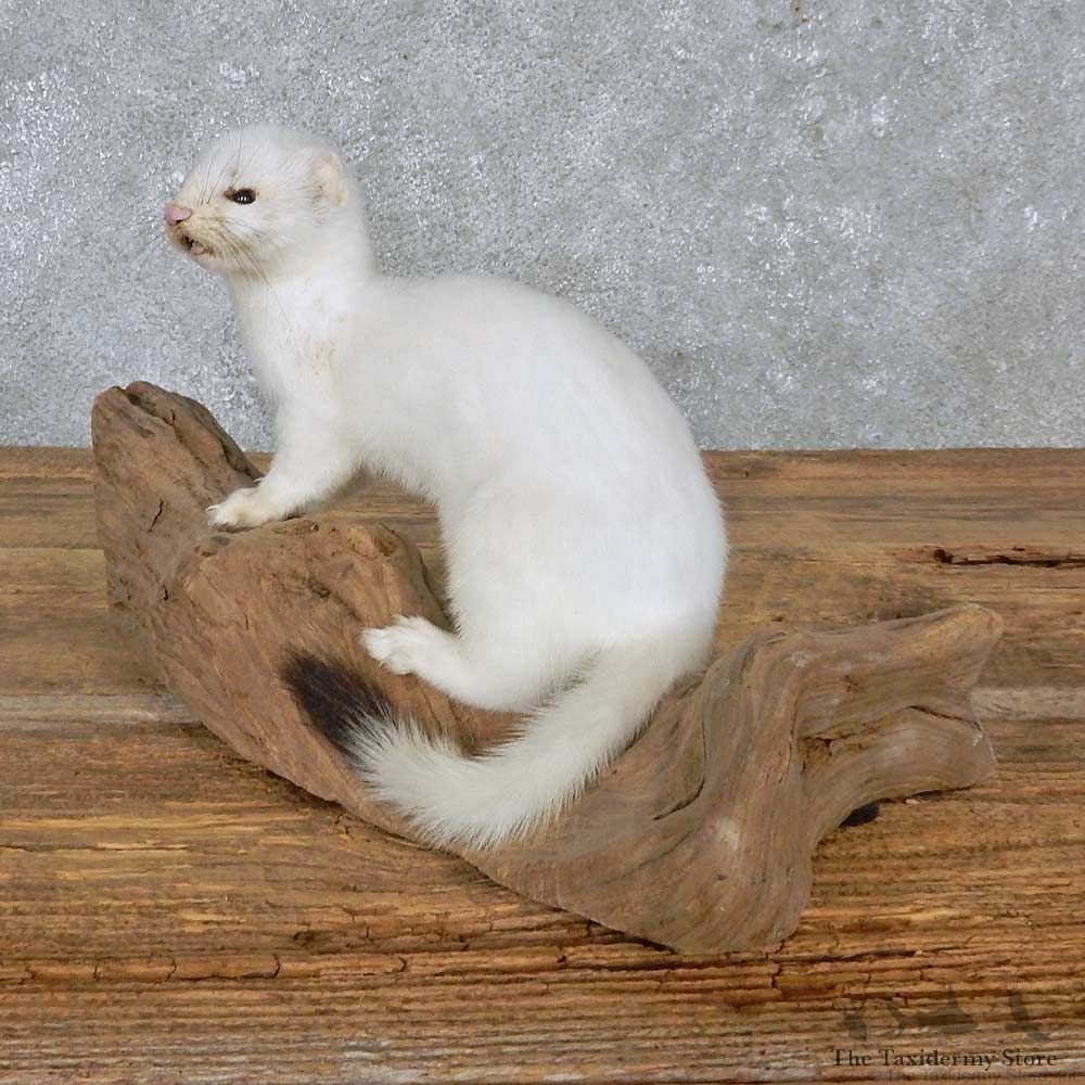White Weasel Life-Size Mount For Sale #14894 @ The Taxidermy Store