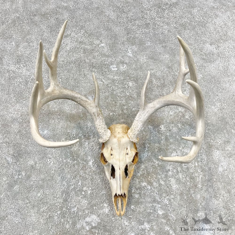 Whitetail Deer Skull European Mount For Sale #26852 @ The Taxidermy Store