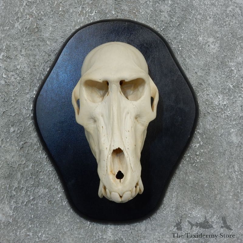Chacma Baboon Skull Mount For Sale #18327 @ The Taxidermy Store