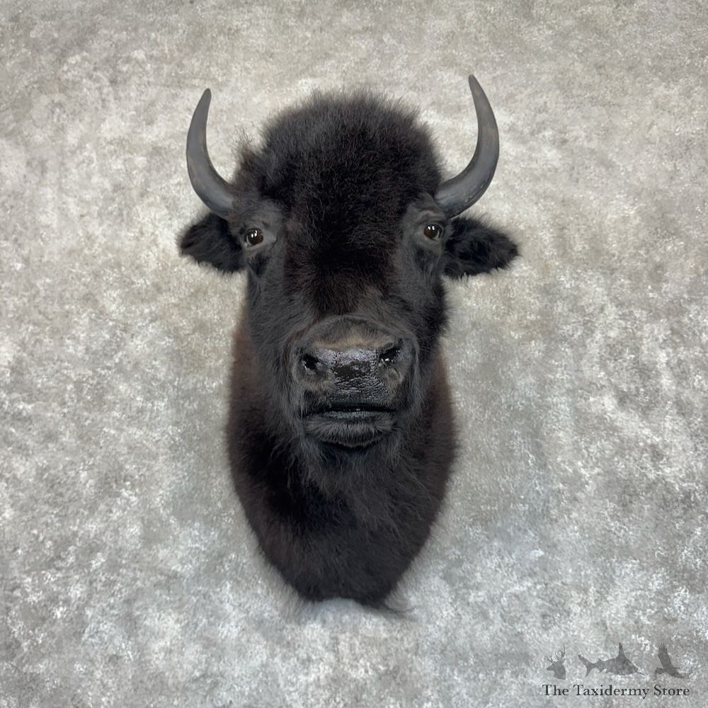 American Buffalo Shoulder Mount For Sale #30027 @ The Taxidermy Store