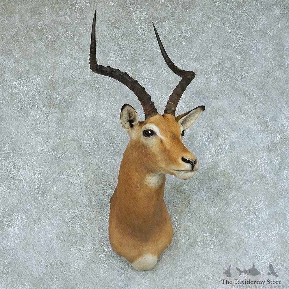 African Impala Taxidermy Shoulder Mount #13418 For Sale @ The Taxidermy Store
