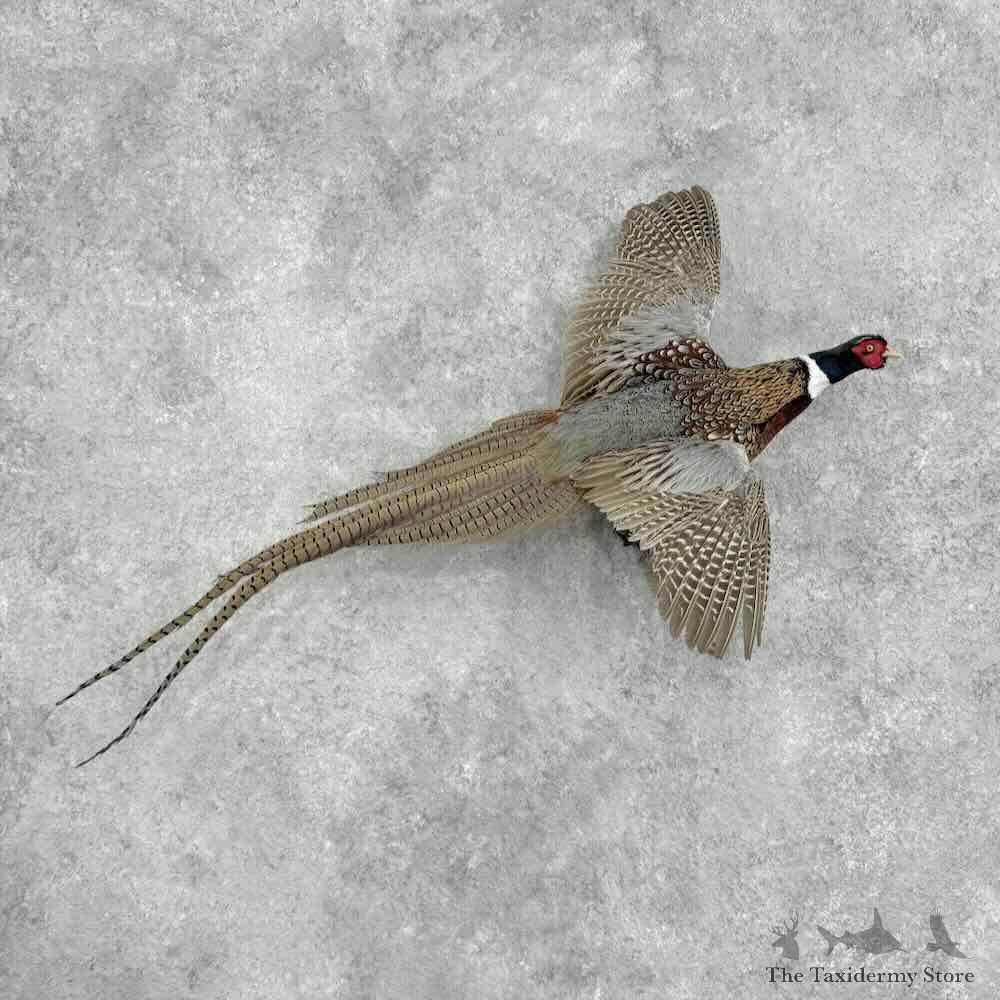 Ringneck Pheasant Bird Mount For Sale #32366 @ The Taxidermy Store