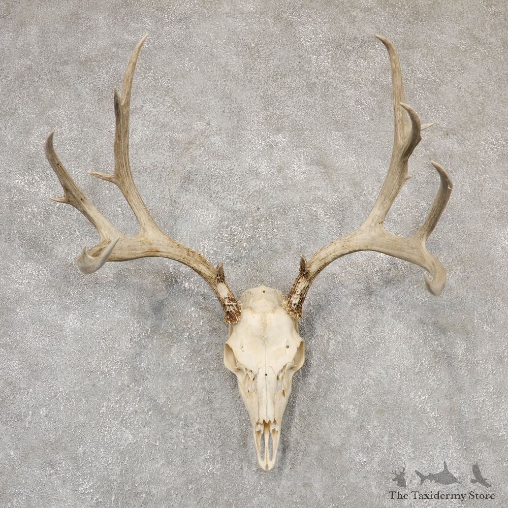 Mule Deer Skull Antler European Mount For Sale #18947 @ The Taxidermy Store