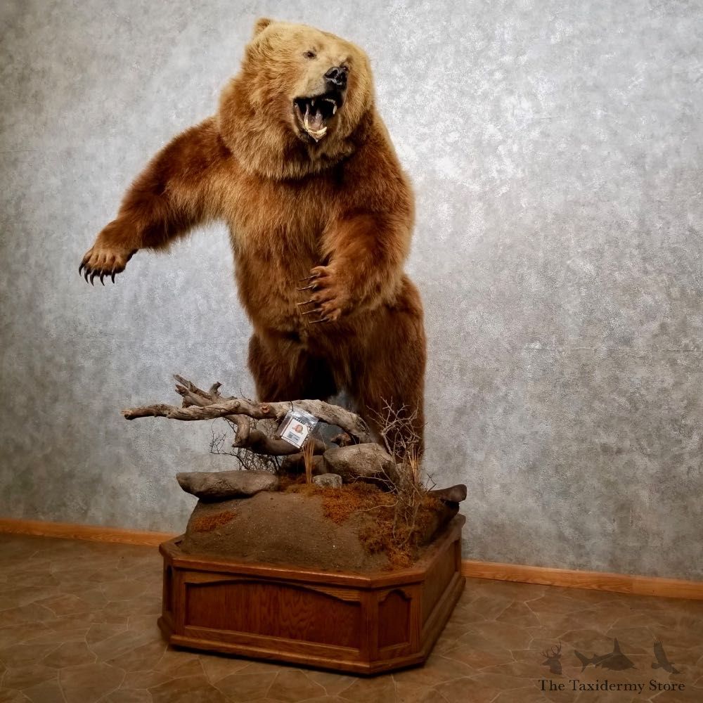 Brown Bear Life-Size Grizzly Taxidermy Mount For Sale #17748 @ The Taxidermy Store