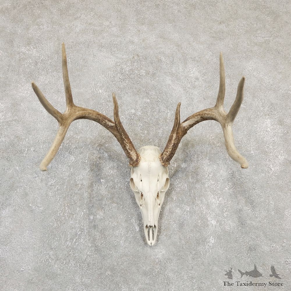 Whitetail Deer Skull European Mount For Sale #20168 @ The Taxidermy Store