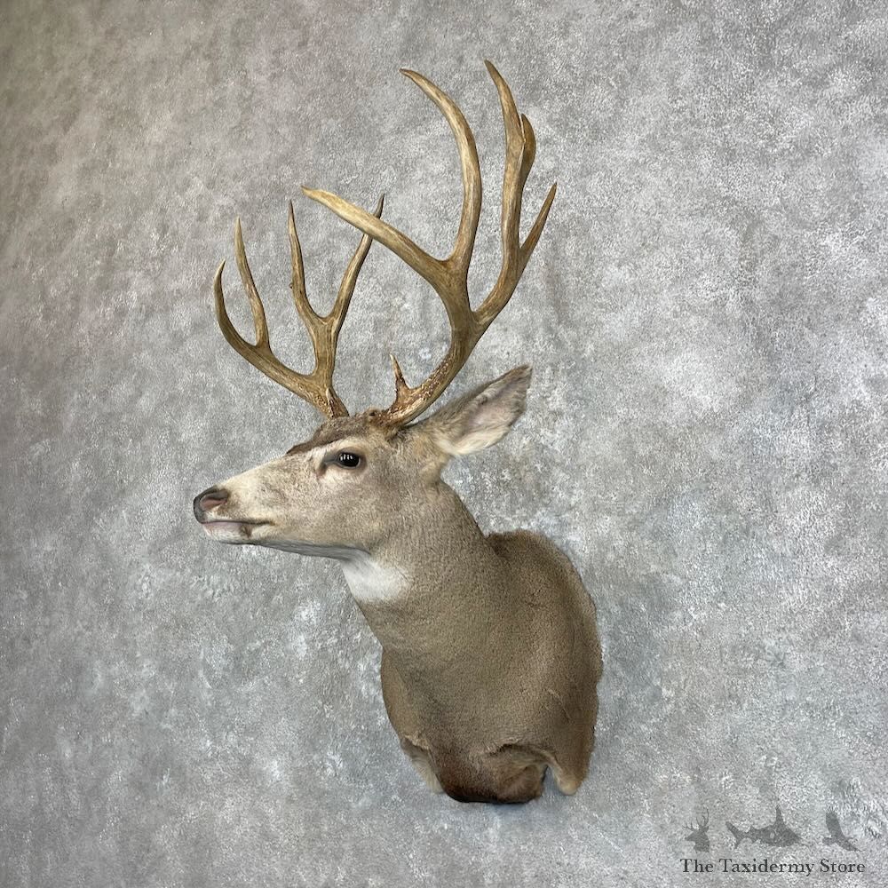Mule Deer Shoulder Mount For Sale #28007 @ The Taxidermy Store